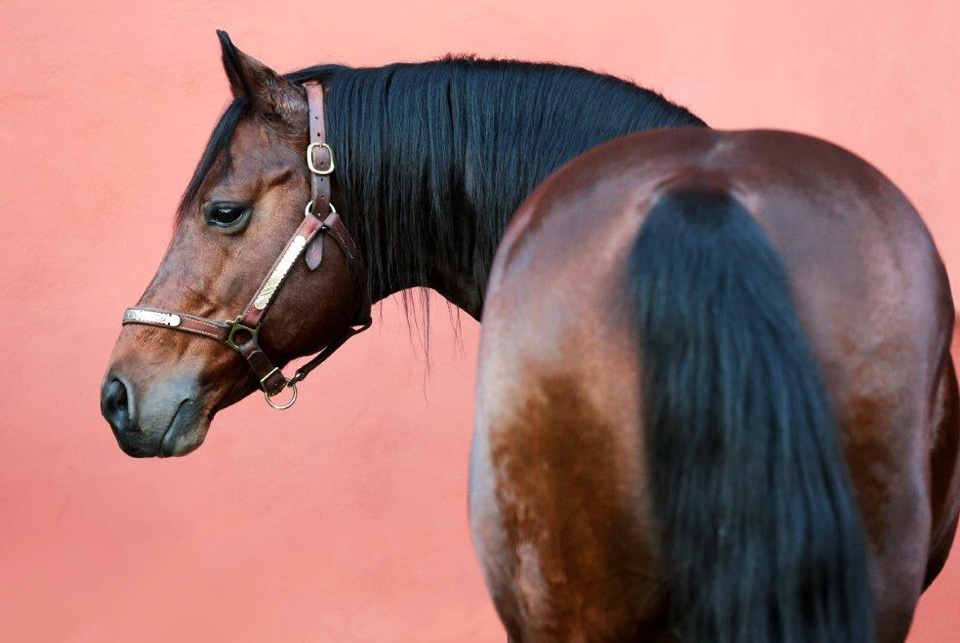cavalli reining in vendita