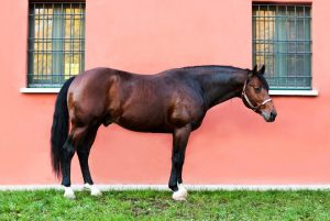 addestramento reining