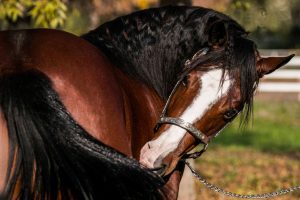 cavalli da reining in vendita